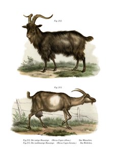 Domestic Goat by German School